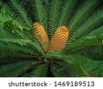 Close View Of Cycad With Male...