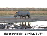 Adult Rhino Mother With Calf...