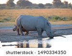 Rhino Baby Emerging From Behind ...