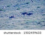 Eland Antelope Coming Down A...