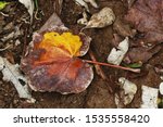 Decaying Discoloured Leaf Of A...