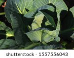 Forming Cabbage Head With Large ...
