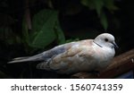 Ring Necked Dove Sitting On A...