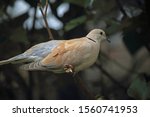 Ring Necked Dove Sitting On A...
