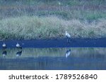 African Spoonbill And Two...
