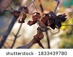 Fallen Dry Pecan Nut Tree Leaves