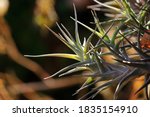 Spiky Leaves Of Epiphyte In...