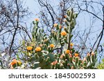 View Of Multiple Orange Flowers ...