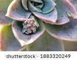 Echeveria Succulent Plant With...