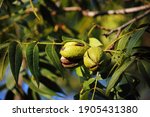 Pecan Nut Inside A Green Hull