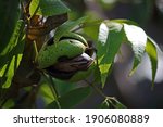 Ripe Pecan Nut Inside A Green...