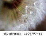 White Tufts Of A Dandelion Seed ...