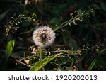 Dandelion Seed Head With Fluffy ...