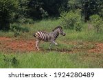 Zebra In Green Vegetation With...