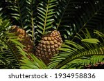 Yellow Male Cycad Seed Cone In...