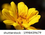 Yellow Flower Crab Spider With...