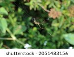 Silver Marsh Spider On A Web In ...