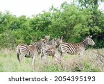 A Group Of Zebra With A Kudu...