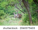 Kudu Cow Standing Between Trees ...