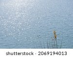 Small photo of GLITTERING SUNLIGHT ON DAM WATER WITH SCANT VEGETATION AND LEAVES