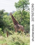 Tall Giraffe Bull In Sunlight...