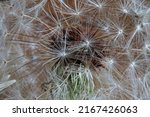 Close View Of Dandelion Seed...