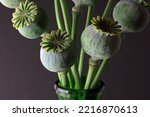 GREEN POPPY SEED PODS IN A GREEN GLASS VASE