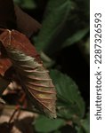 Curled Brown Bramble Leaf On A...