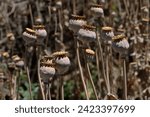 TALL DRY POPPY SEED PODS IN A GARDEN