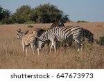 Group Of Zebra With Young Foal