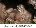 Small photo of Baby Bobcat Kittens (Lynx rufus) Fore and Aft - captive animals