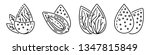 almond icon set. outline set of ... | Shutterstock . vector #1347815849