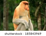 Proboscis Monkey Sitting On A...