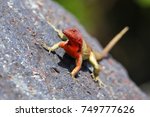 Female Hood Lava Lizard ...