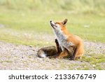 Small photo of Cute Red Fox Scratching Itself While Sitting on the Grass