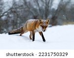 Red Fox Standing In The Snow In ...
