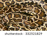 Pattern Boa Snake Skin Abstract ...