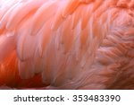 Wing Pattern Of Orange Flamingo ...