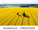 green trees in the middle of a large flowering yellow repe field, view from above
