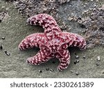 Small photo of Purple Ochre Sea Star Pisaster ochraceus Resting on Rock During Low Tide in Tide Pool at Olympic National Park