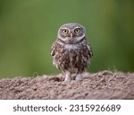 Little owl  athene noctua ...