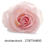 Pink Rose Isolated On A White...