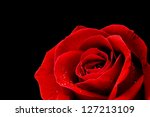Red Rose Closeup On Black...