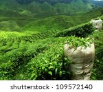 Green Tea Plantation Landscape