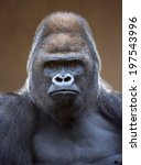 Portrait Of A Gorilla Male ...