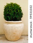 Plant In Big Ceramic Pot On A...