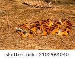 Okeetee Corn Snake- Pantherophis guttatus