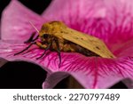 Small photo of Isabella Tiger Moth - Pyrrharctia isabella