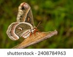 Cecropia moth   hyalophora...