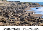 Northern Elephant Seals ...